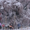 滝桜春雪