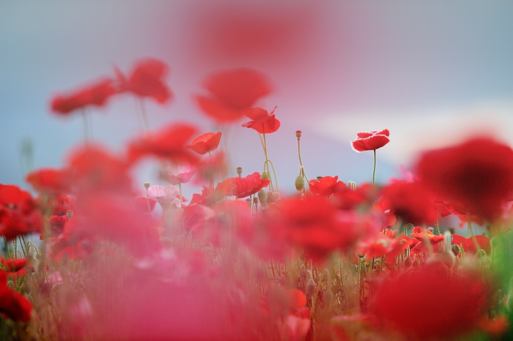 Floating red Poppies