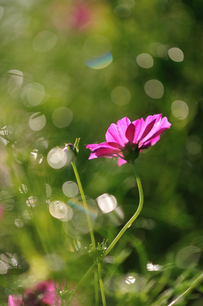 hisa's　Macro。。。そっとだきしめて