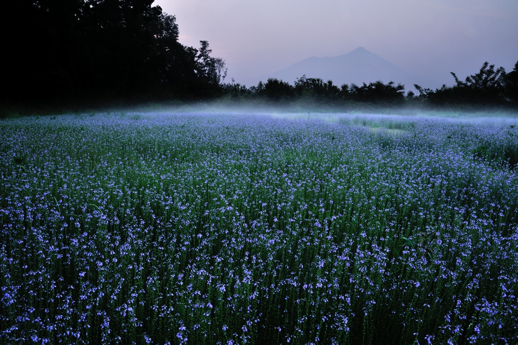 密やかな花園