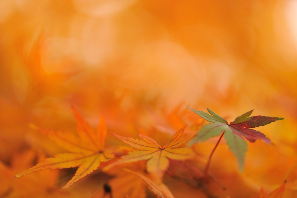 hisa's　Macro。。。Only one color