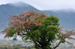 春景