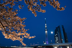 青い夜に今宵の桜