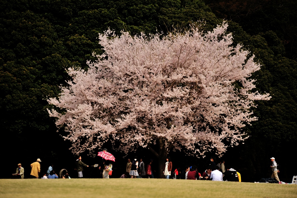 桜花に集う