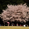 桜花に集う