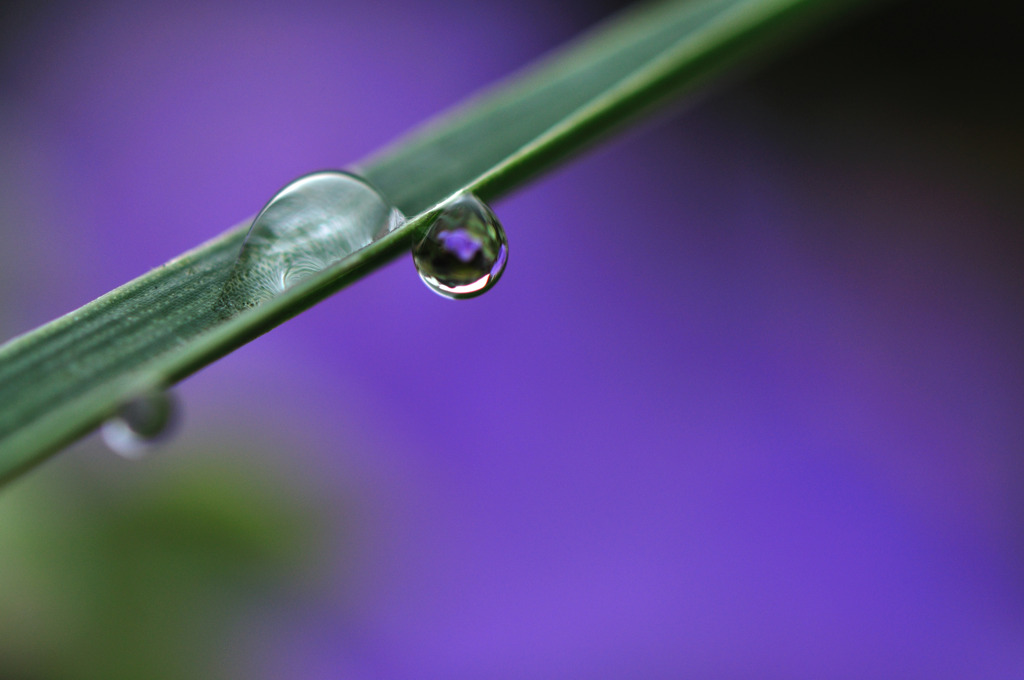 hisa's　Macro。。。雫の滑り台