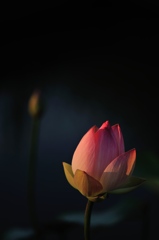hisa's　Macro。。。Innocent song