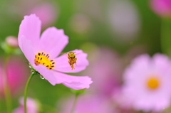 秋桜に恋した道化師