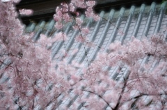 雅な香り