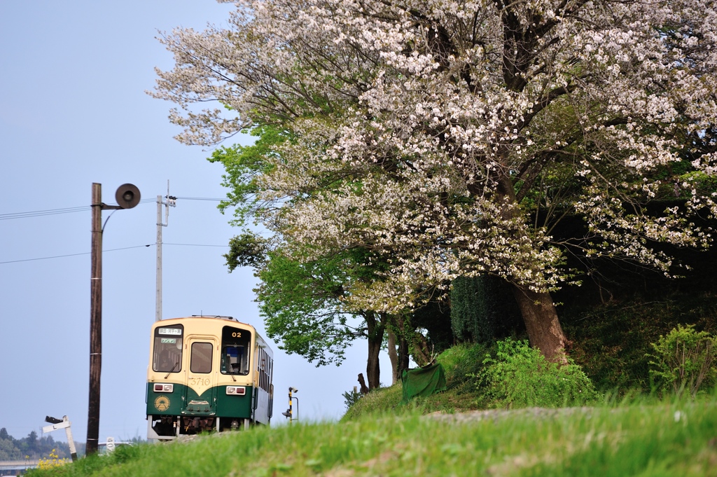 薫風運ぶ一本桜