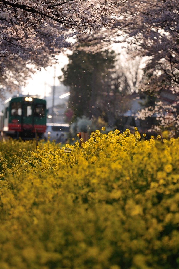 春風にのって。。。