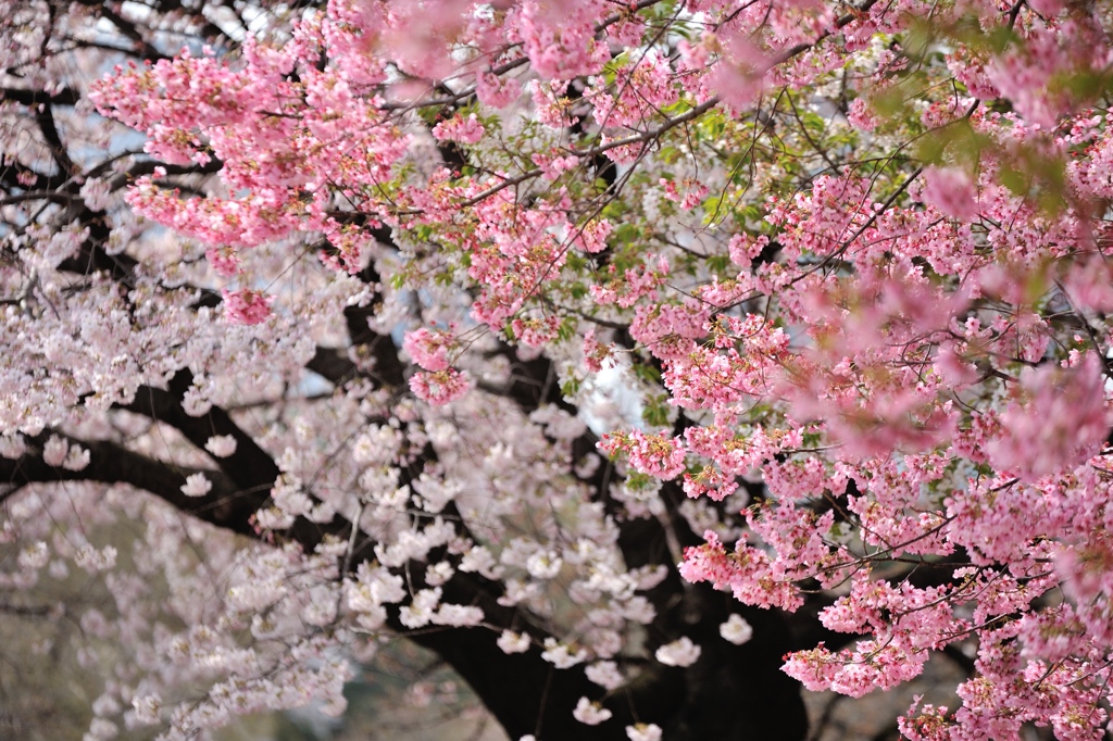 春爛漫の彩