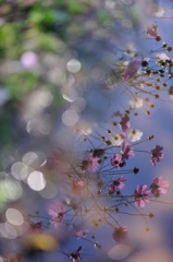 hisa's　Macro。。。雨上がり