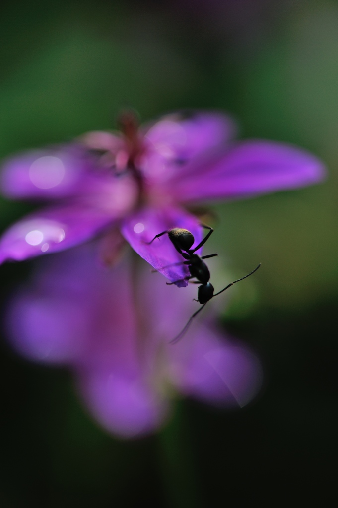 hisa's　Macro。。。Adventure alone