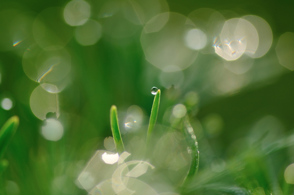 hisa's　Macro。。。Sparkling green