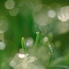 hisa's　Macro。。。Sparkling green