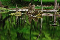 緑湧く泉