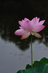 慈雨一花