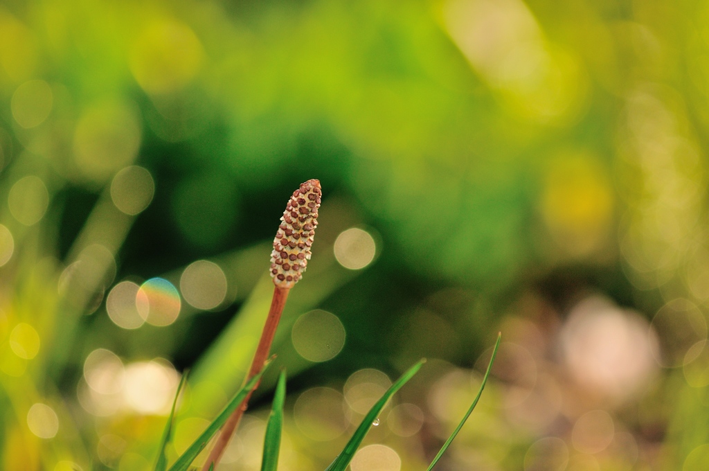 hisa's　Macro。。。輝く息吹