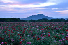 夢想の花園。。。6