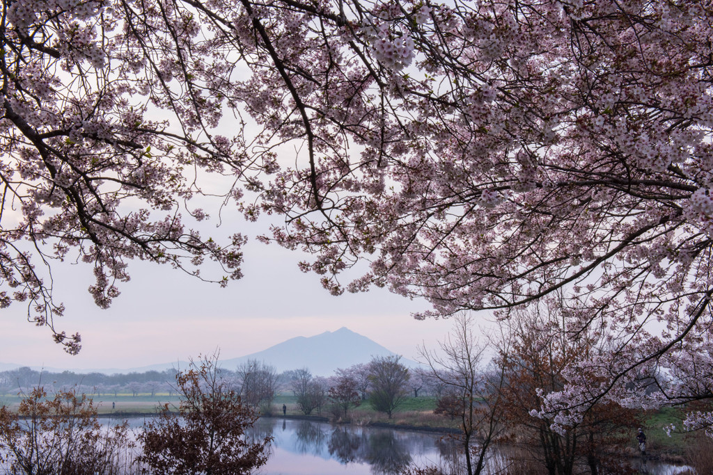 桜色の季節