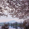 桜色の季節