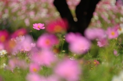 秋彩をさがして。。。1