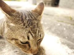 ぬこ