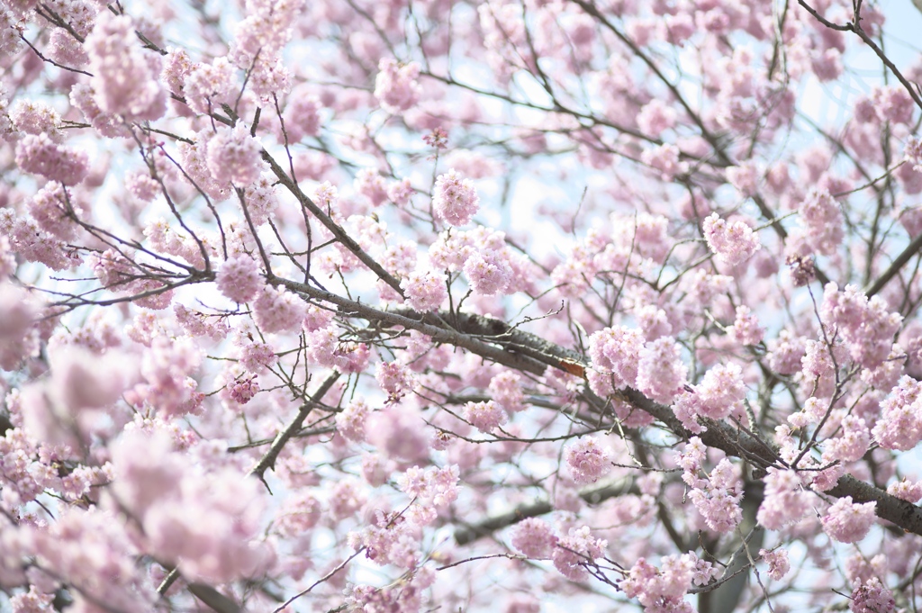 道後椿寒桜2012