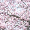 道後椿寒桜2012