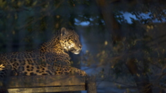 night zoo - leopard