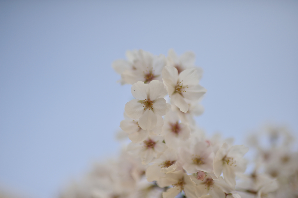 空中桜