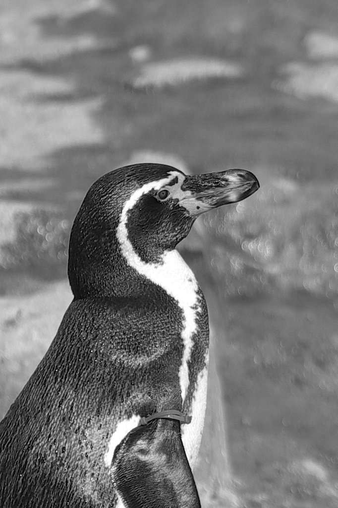 ペンギンの目