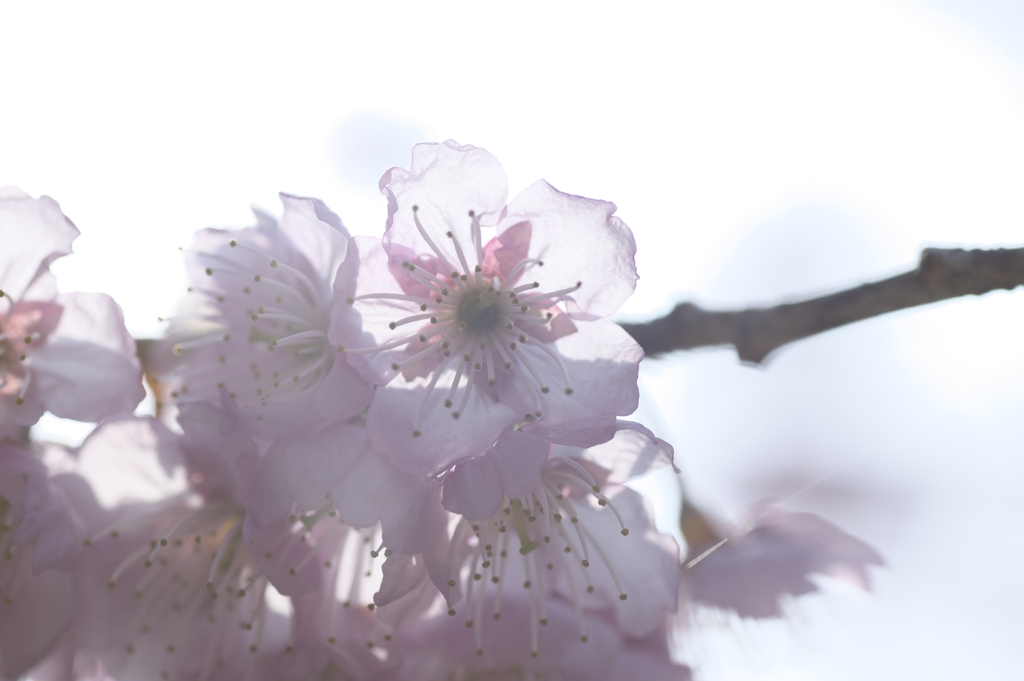 桜色の星が透明の花びらの向こう