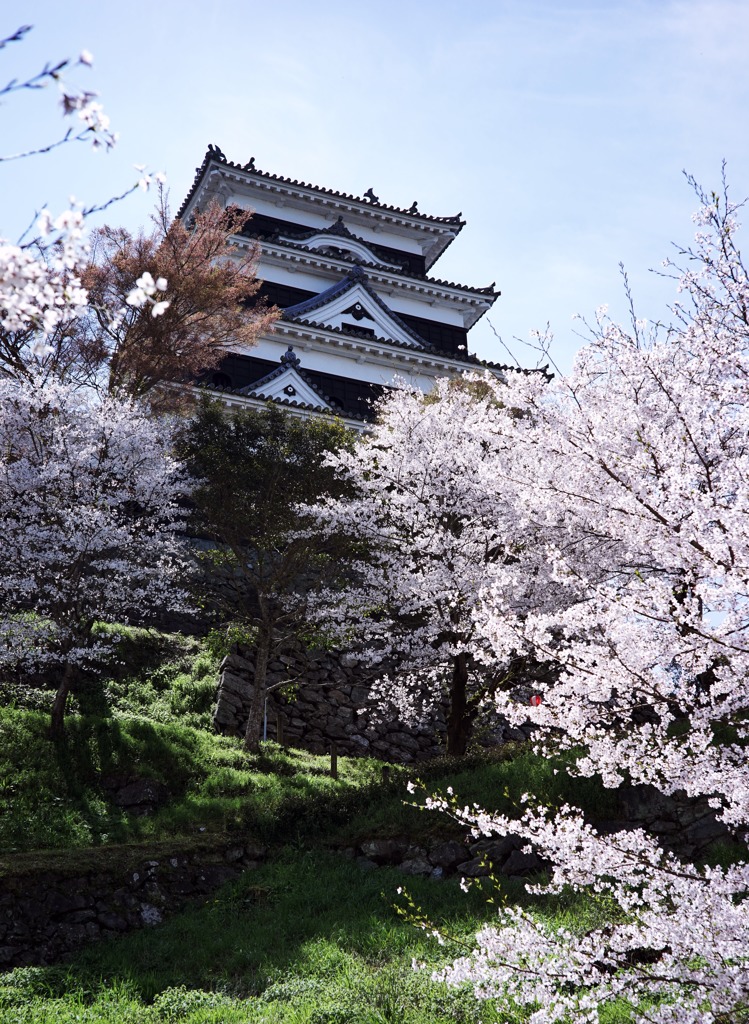 ozu in spring