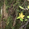 捕まっちまった苔肌に
