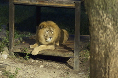 night zoo - lion