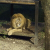 night zoo - lion