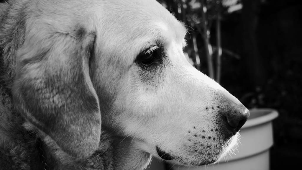 he is handsome