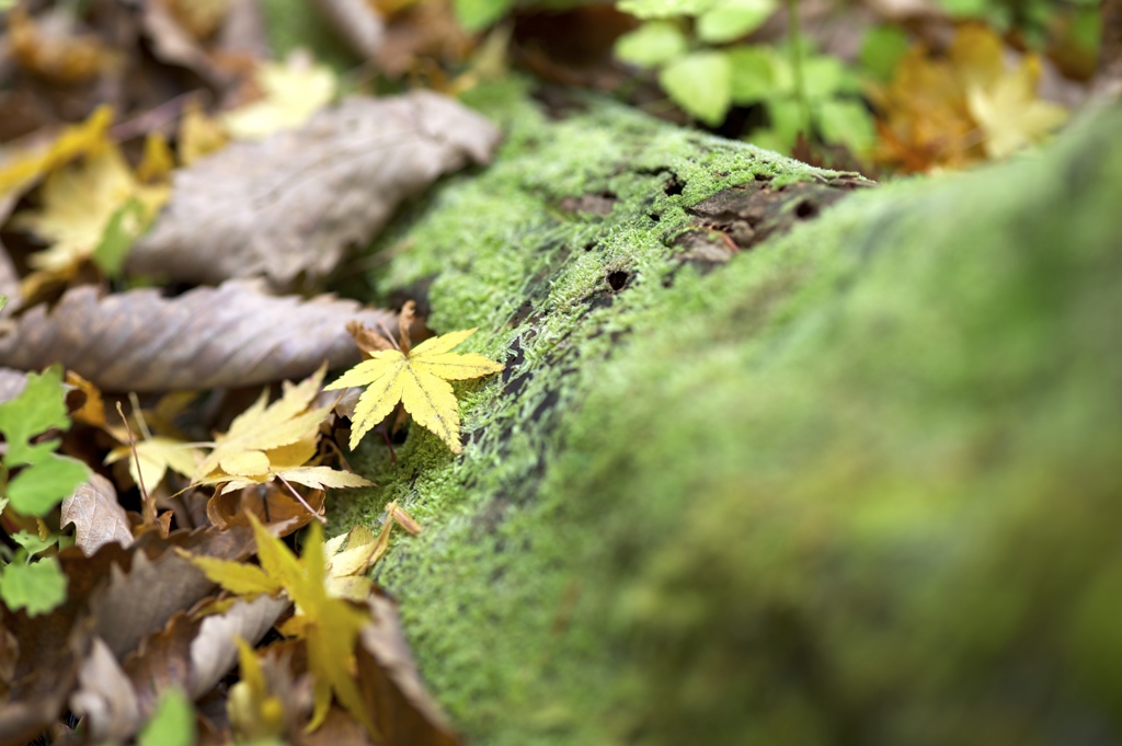 苔と落葉