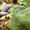 苔と落葉