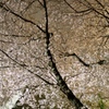 石垣を隠さん夜桜