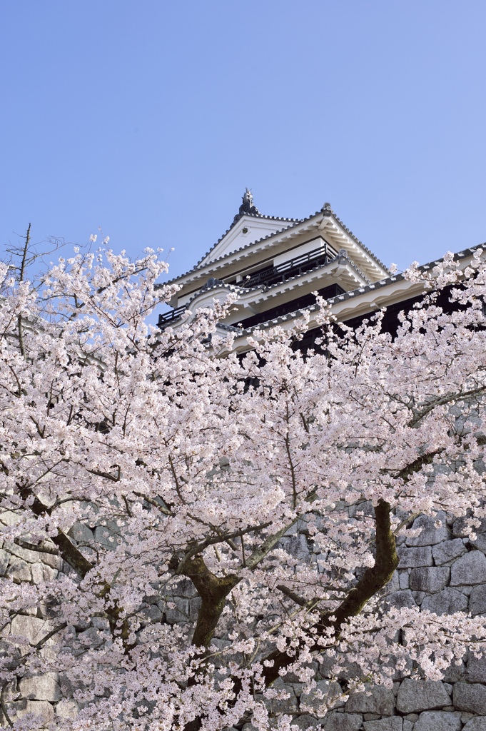 桜越しの天守閣