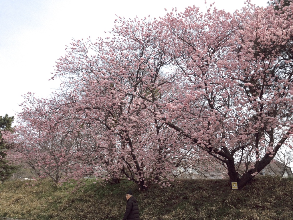 老人と桜