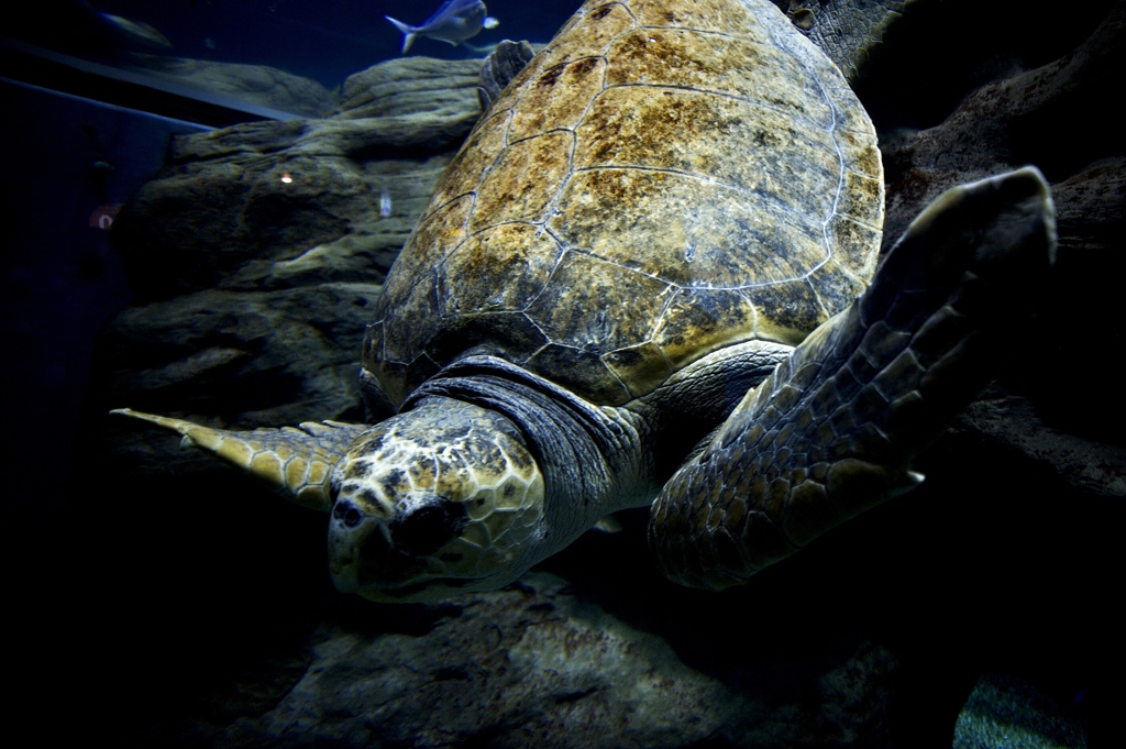 Caretta caretta