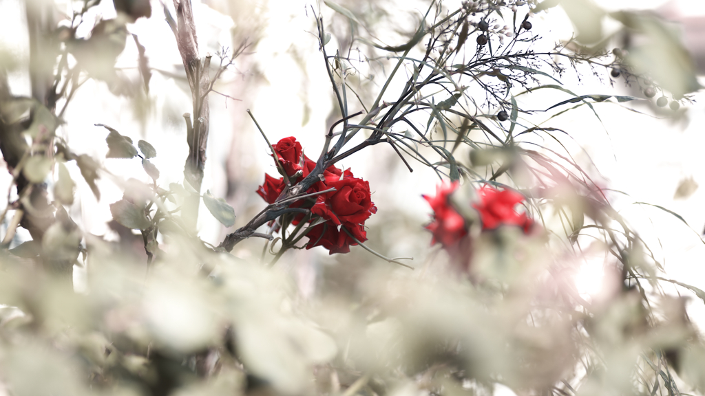 only rose