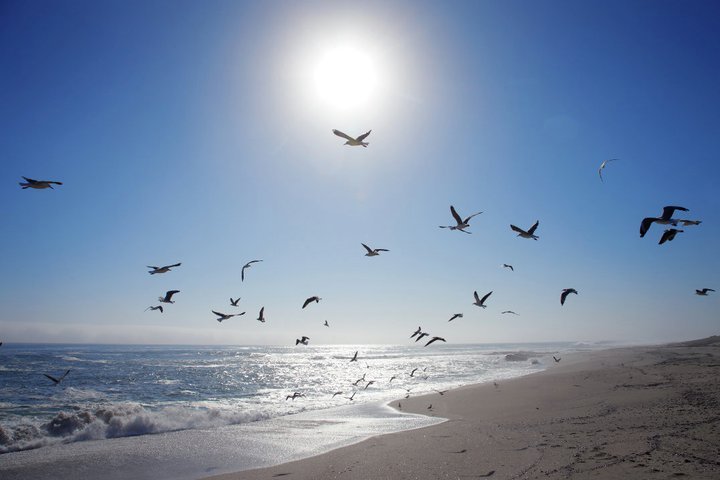sea