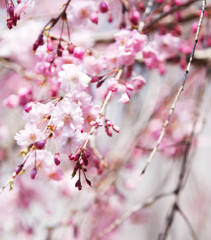 昼休みのしだれ桜