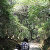 20110429春日大社02