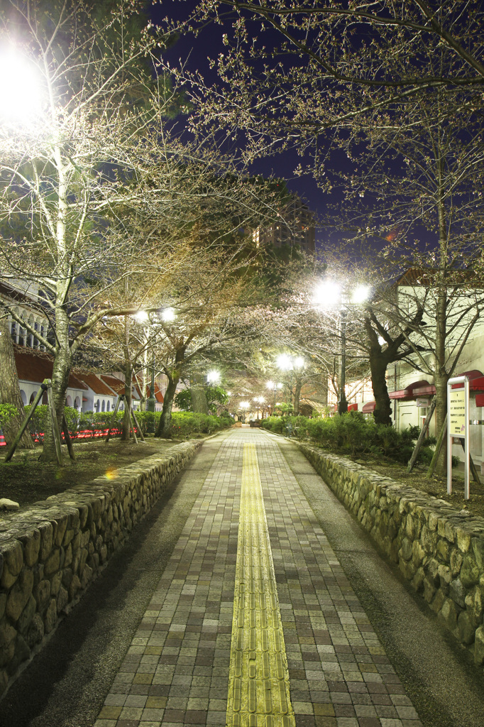 プレ桜の道